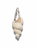 SEASHELL